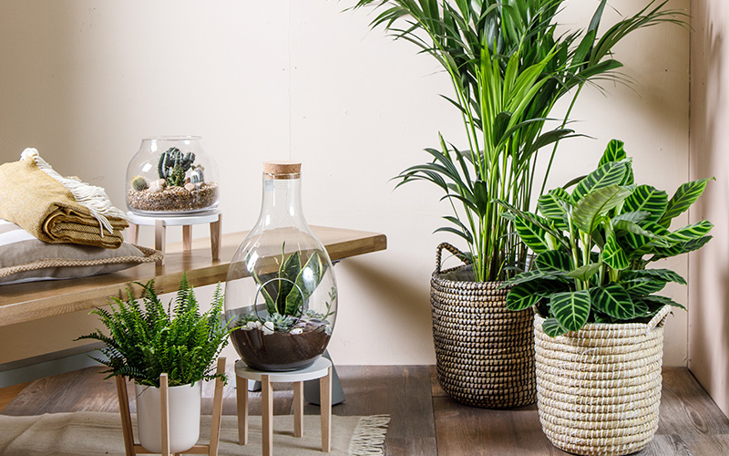 Guide Stylish House Plants